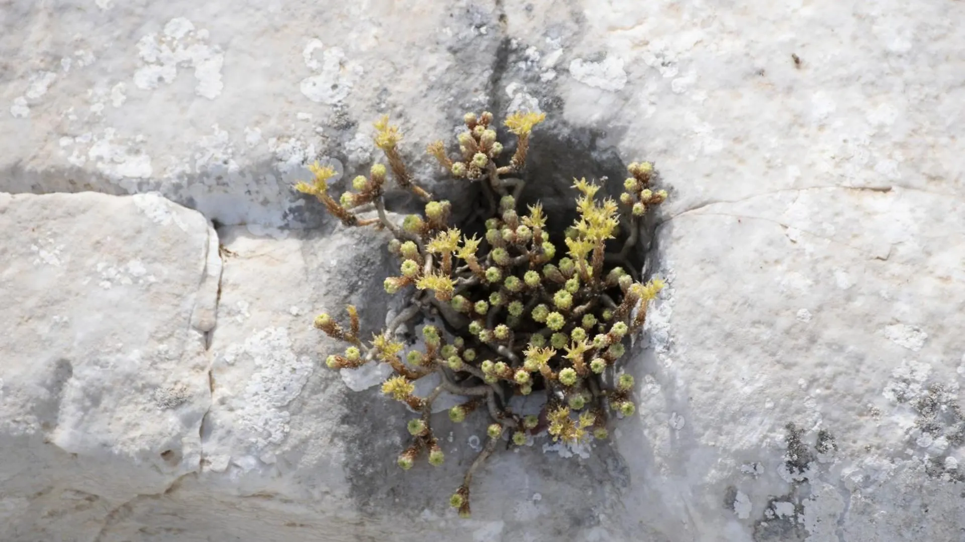 Villetta Farfallina 